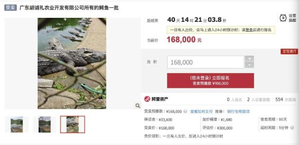 北京科汇配资 广东一公司2500斤活鳄鱼被法院拍卖，起拍价16.8万元，法院：竞买人需自行抓捕